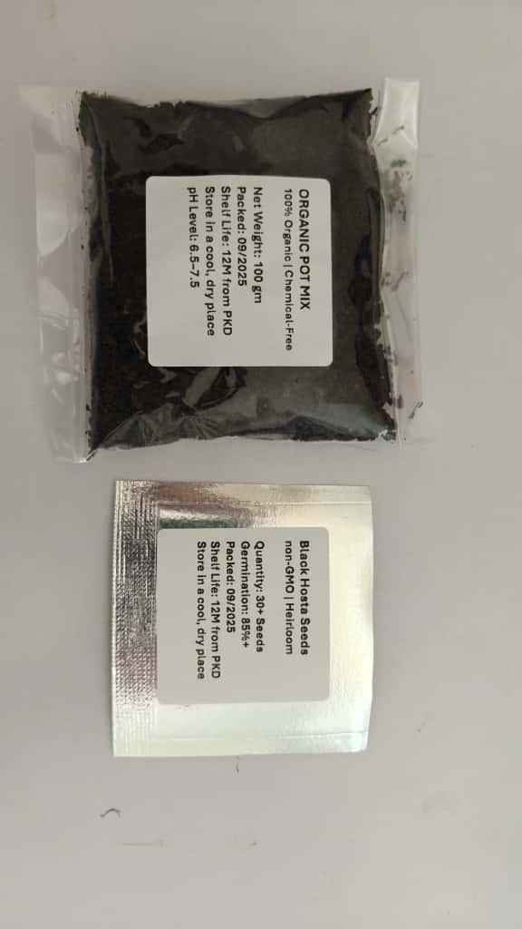 Black Hosta Seeds + 100 grams Organic Pot mix Free