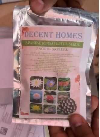 20 Pcs Japanese Bonsai Lotus Seeds Pack of 1 - Harappakart