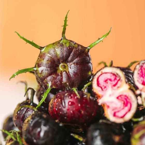 Imported Red Beery Ginseng-Spider Fruit Seeds