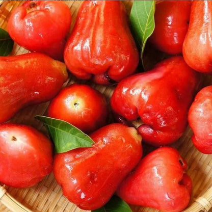 SUPER FRUITIVE Thai Wax Apple - Harappakart
