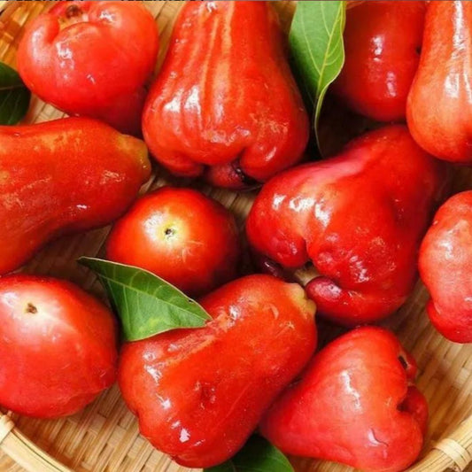 SUPER FRUITIVE Thai Wax Apple - Harappakart