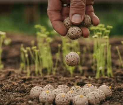 Organic Seedballs Pack of 6 ( Tulsi , Sungold , Sunflower & Morning Star ) - Harappakart
