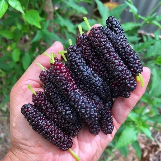 Mulberry Blackberry Fruit Mix Seeds - Harappakart