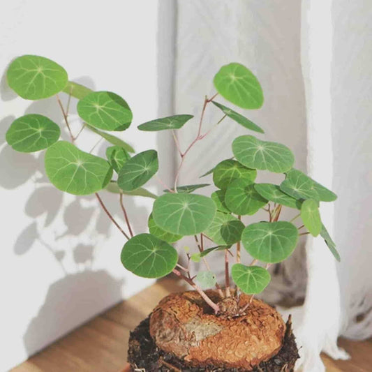 Stephania Erecta Plant - Harappakart