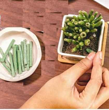 Plant Grow Fertilizer Sticks For Plants - 50 Stick Pack of 2 & 4 - Harappakart