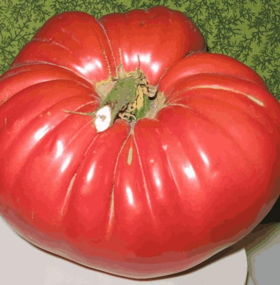 Giant Monster Tomato Seeds - Harappakart