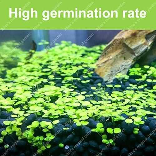 Aquatic Double Leaf Aquarium Plants  Seeds - Harappakart