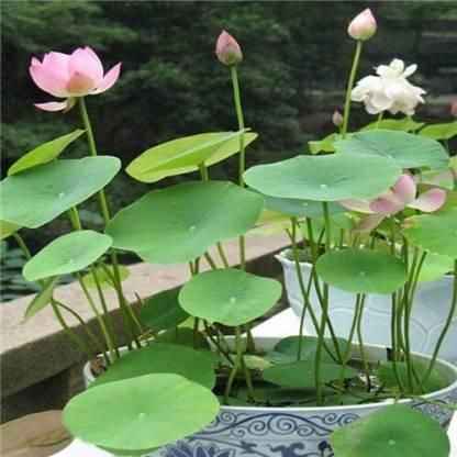 Premium Flower seeds - Harappakart