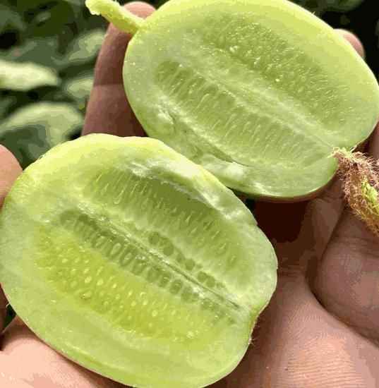 Cucumber-Golden Boy Lady Cucumber - Harappakart