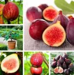 Fig Tree Seeds - Harappakart