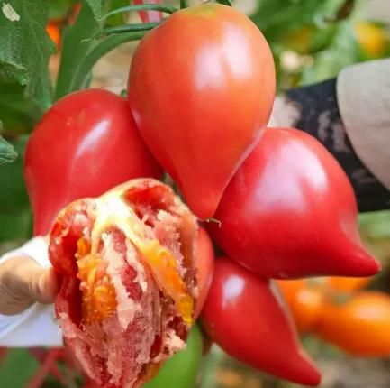 Mango Honey Tomato Seeds - Harappakart