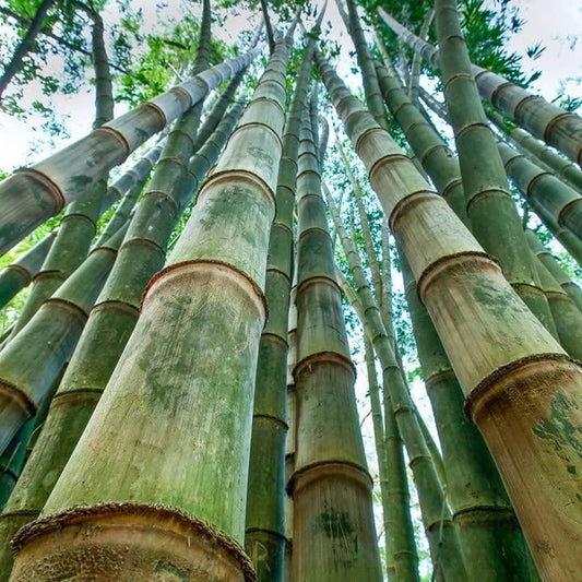 Bambusa gigantea Seed
