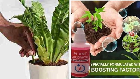 Combo of Plant Grow Fertilizer Sticks For Plants - 25 Stick Pack of 2 & Plant Growth Enhancer Supplement - Harappakart