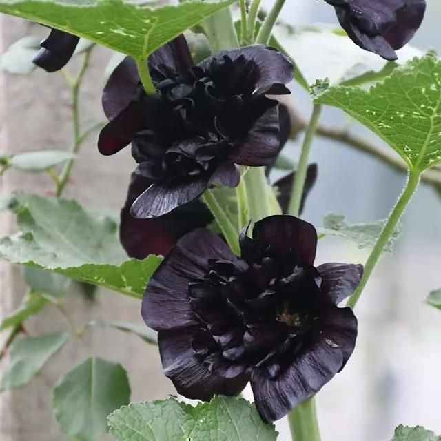 Imported Hollyhock Seeds