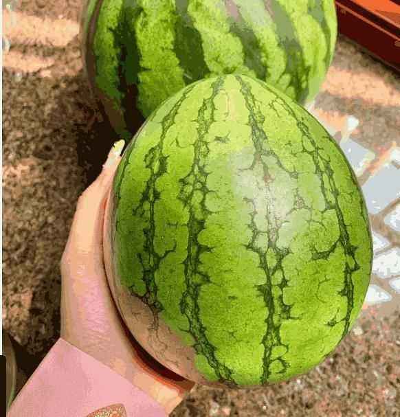 Ruby Watermelon Seeds - Harappakart