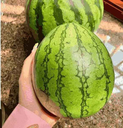 Ruby Watermelon Seeds - Harappakart