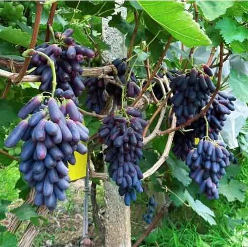 Sweet Sapphire Grapes Seed Pack of 20 - Harappakart