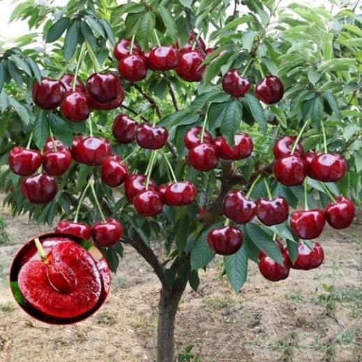 Rainier Cherry Fruit Seeds - Harappakart