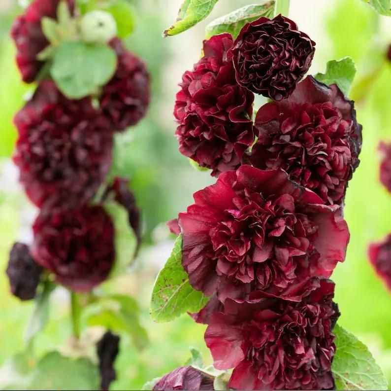 Imported Hollyhock Seeds