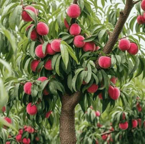 Peach Tree Seeds - Harappakart