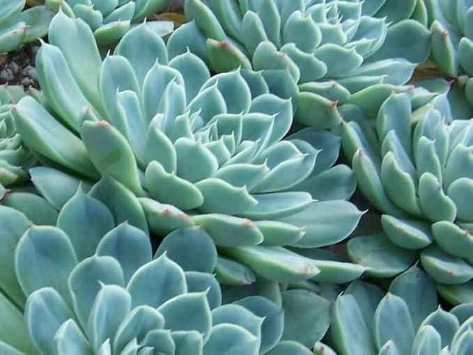 Lakshmi Kamal Vastu Plant