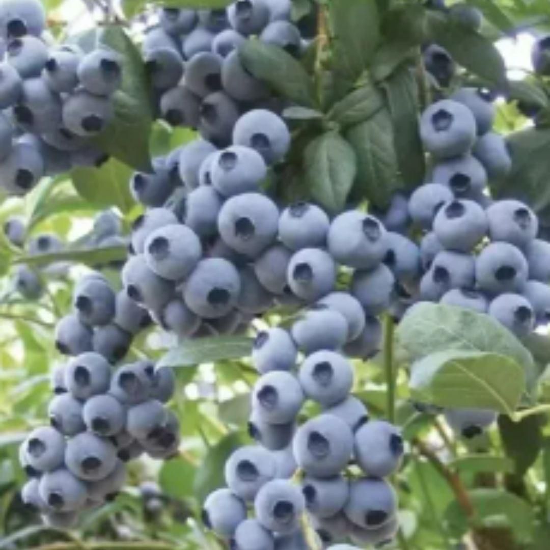 Giant Blueberry Fruit Seeds - Harappakart