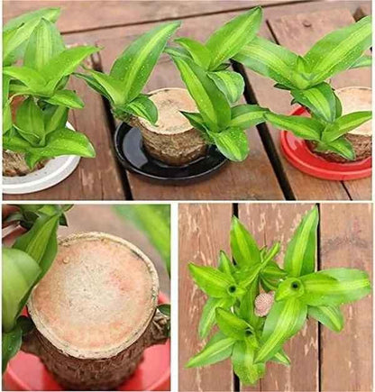 Brazilian Lucky Wood, Mini Home Plant Decorations - Harappakart