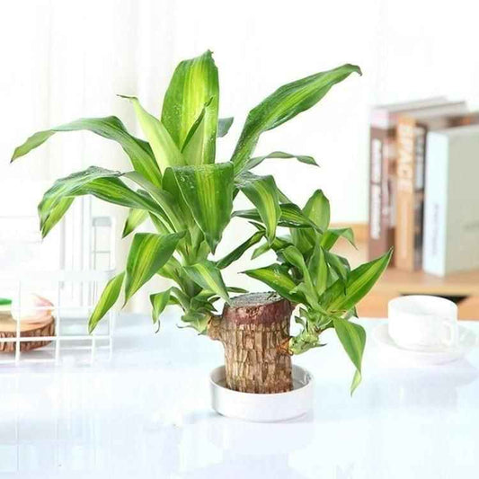 Brazilian Lucky Wood, Mini Home Plant Decorations - Harappakart