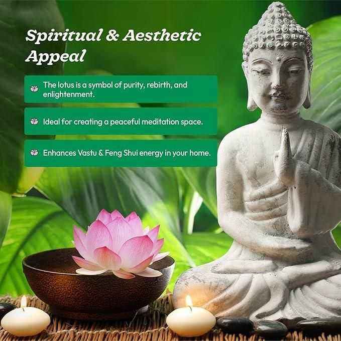 20 Pcs Japanese Bonsai Lotus Seeds Pack of 1 - Harappakart