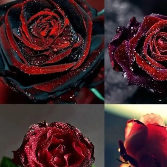 Velvet Rose Seeds - Harappakart