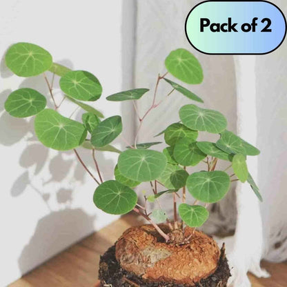 Stephania Erecta Plant Pack of 2