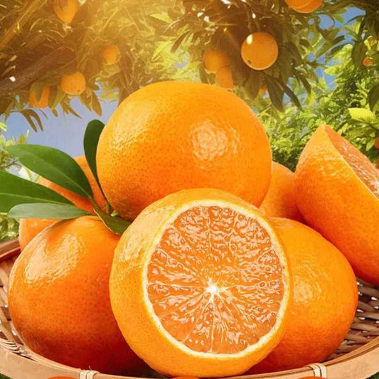 Jelly Orange Seeds - Harappakart