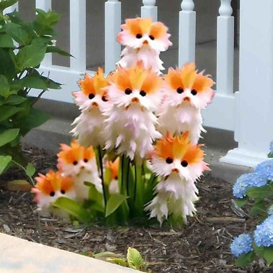 Cat Eye Dazzle Seeds and Free Organic Pot Mix 100 Grams