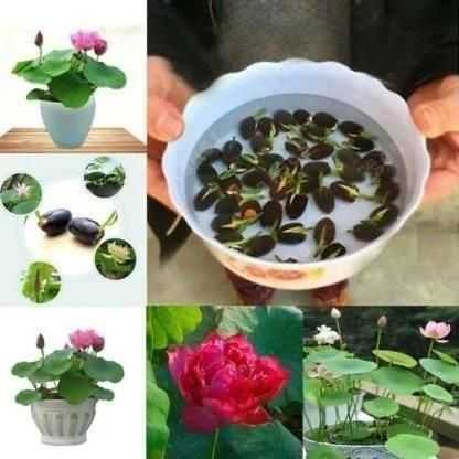 Premium Flower seeds - Harappakart