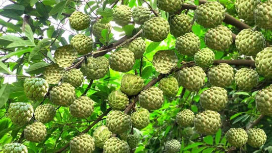 Custard Apple Seeds - Harappakart