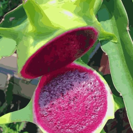 Multi-colored Dragon Fruit Seeds - Harappakart