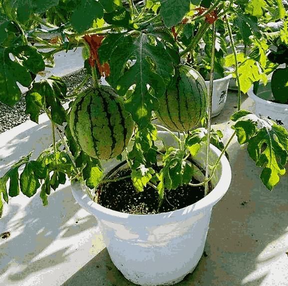 Potted small watermelon seeds - Harappakart