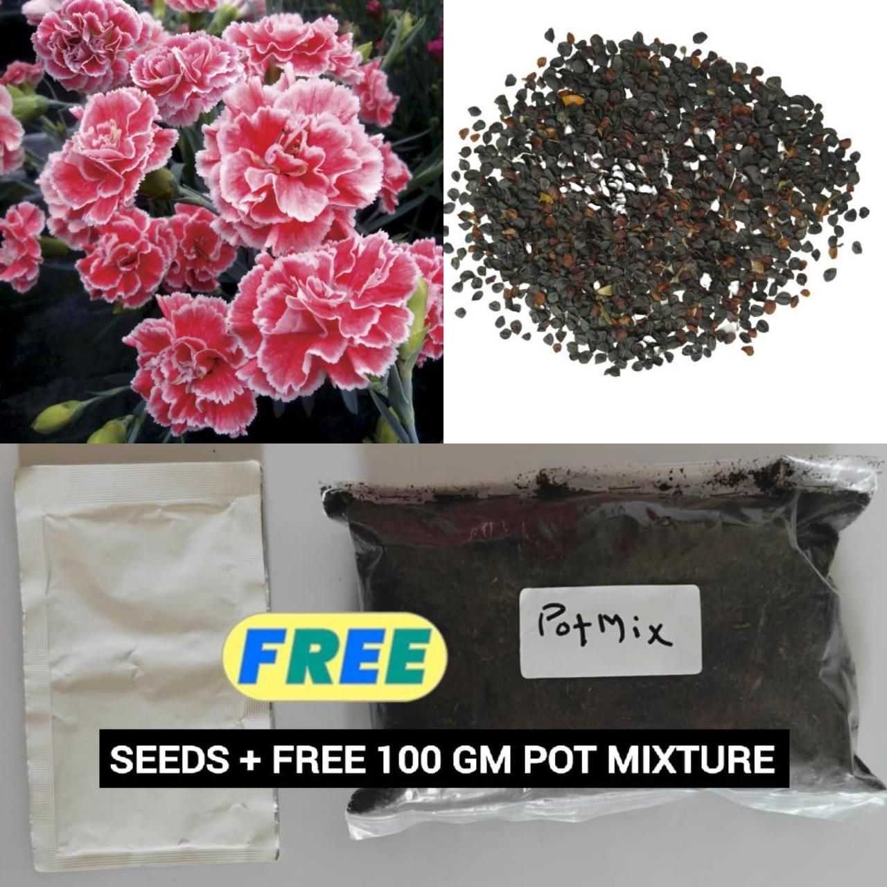 Dianthus Seeds (Free Pot Mixture 100 gm) - Harappakart