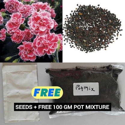 Dianthus Seeds (Free Pot Mixture 100 gm) - Harappakart