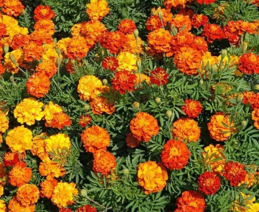 French Marigold Seeds - Harappakart