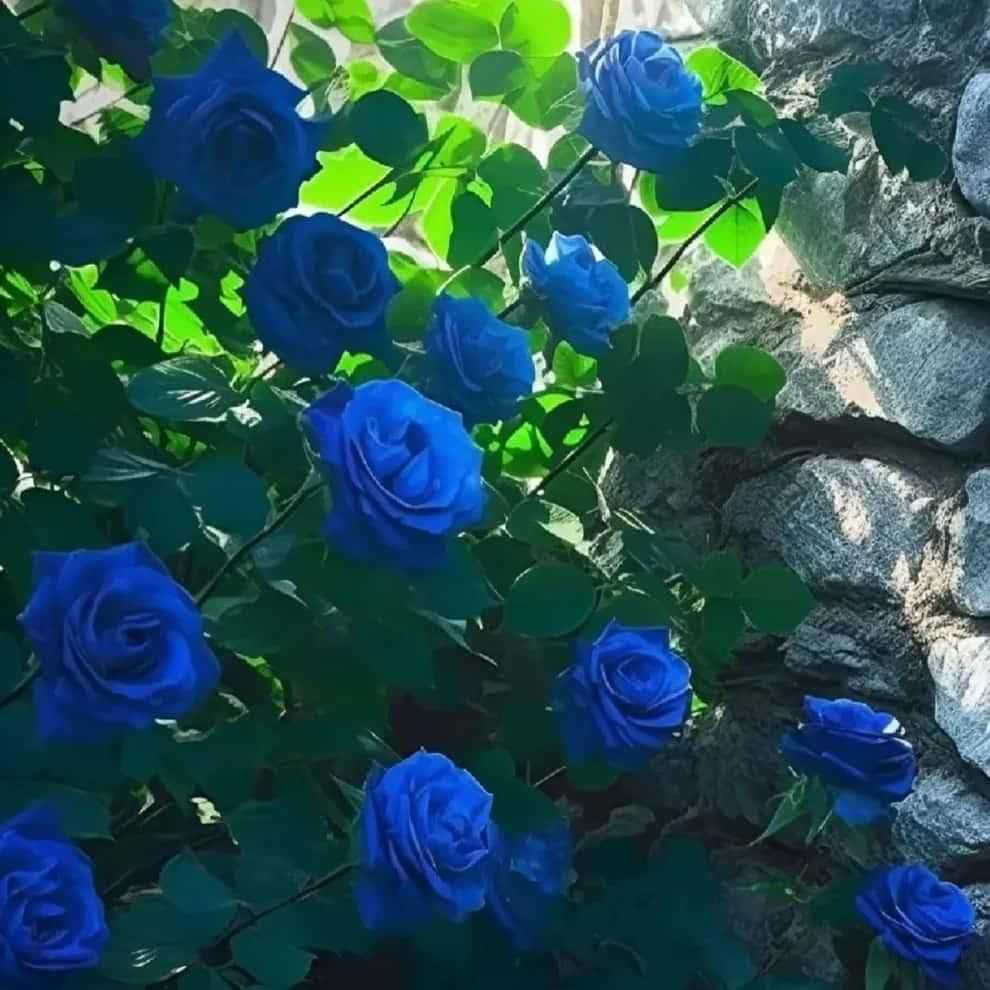 Blue Climbing Rose Seeds - Harappakart