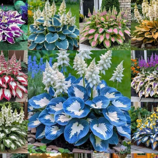 Shade-Tolerant and Cold-Hardy Hosta Flowers - Harappakart