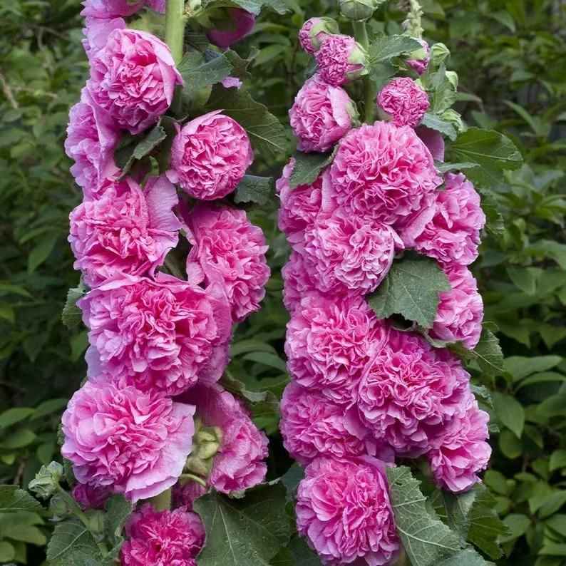 Imported Hollyhock Seeds