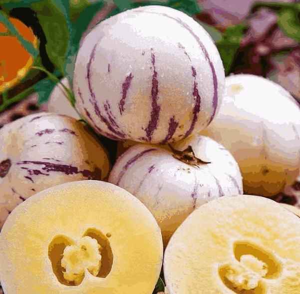 Ginseng Fruit Seeds - Harappakart