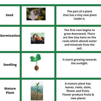 Mini Thumb Size Watermelon Seeds - Harappakart