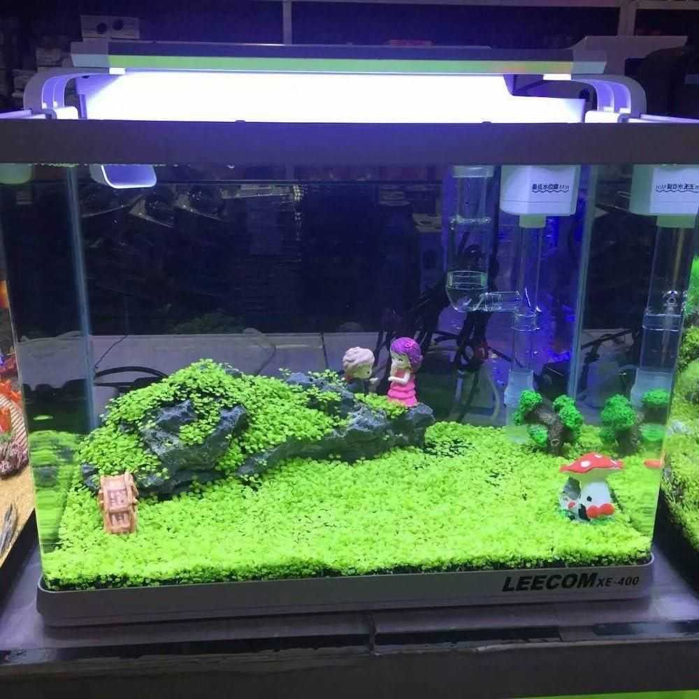 Aquatic Double Leaf Aquarium Plants  Seeds - Harappakart
