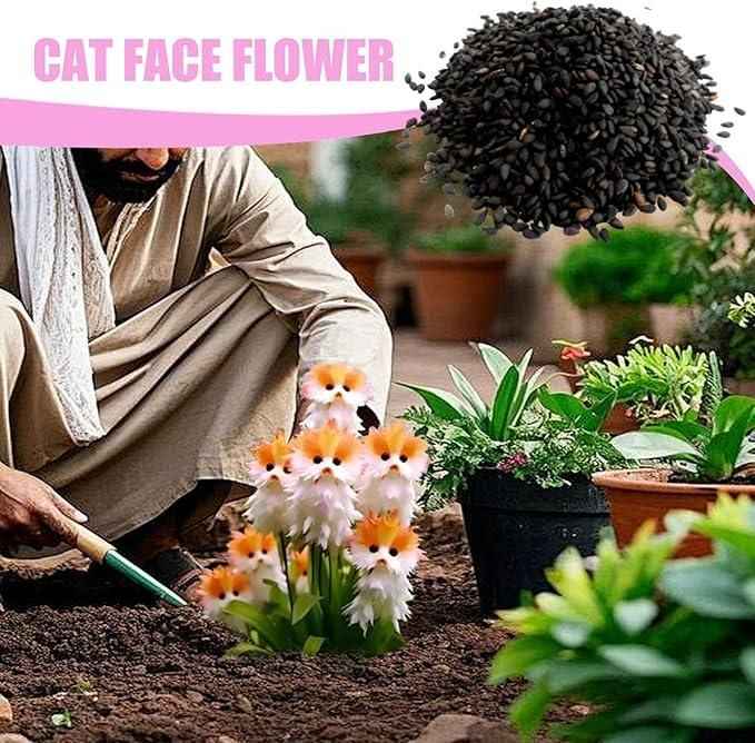 Cat Eye Dazzle Seeds and Free Organic Pot Mix 100 Grams