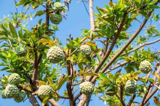 Custard Apple Seeds - Harappakart