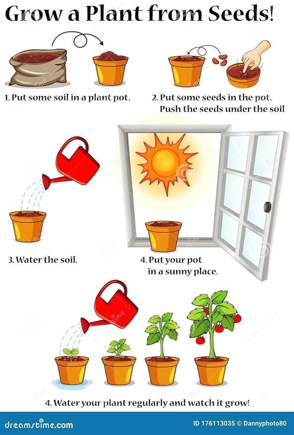 Mini Thumb Size Watermelon Seeds - Harappakart
