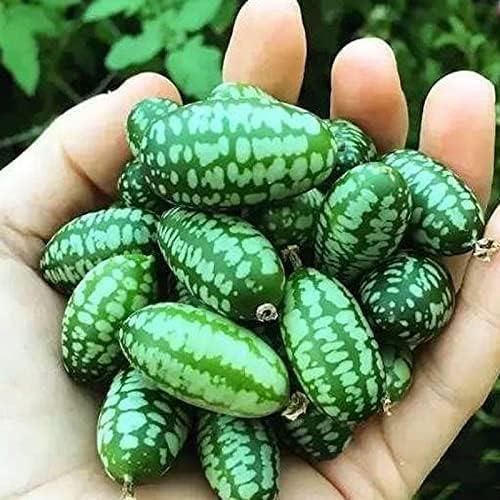 Mini Thumb Size Watermelon Seeds - Harappakart